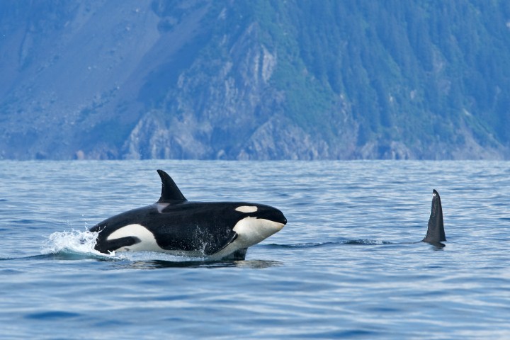 a killer whale swimming in a body of water