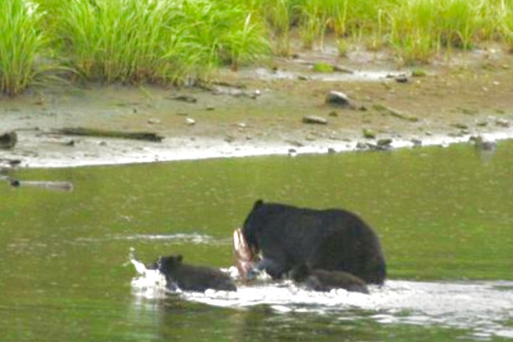 A Black Bear with its cubs passing through a river.