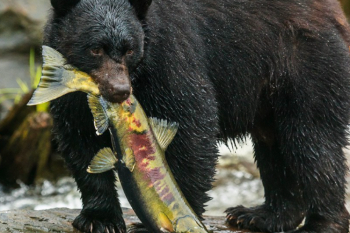 A Black Bear Eating Fish
