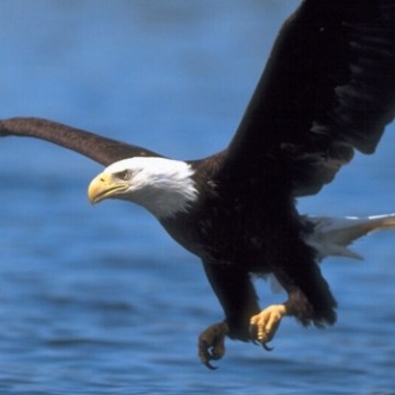 An eagle flying
