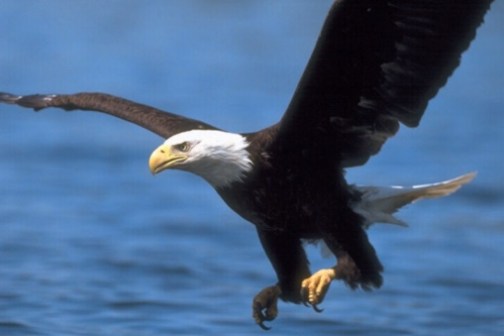 An eagle flying