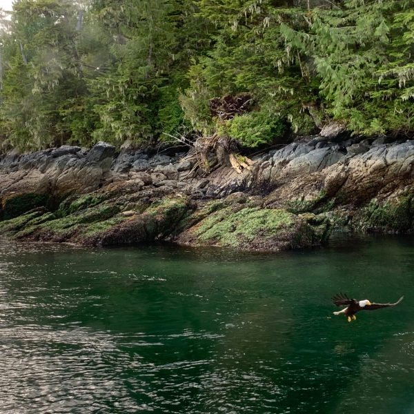 Eagle swooping in to feed