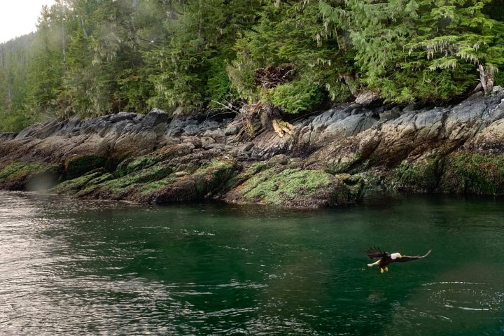 Eagle swooping in to feed