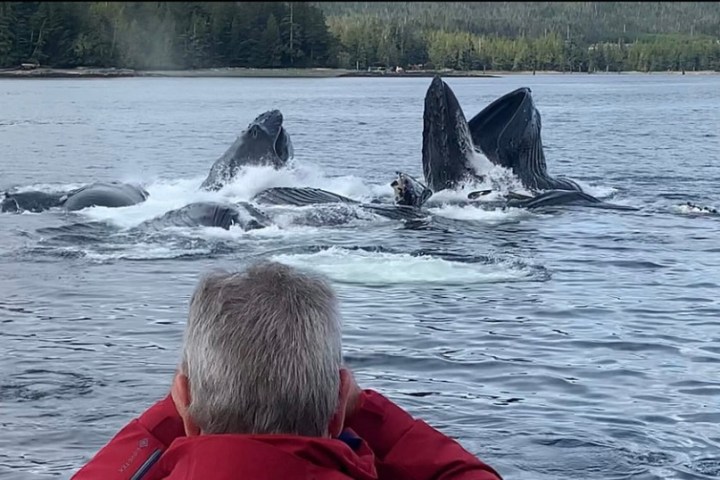 Person in red watching two whales surfacing in water near forested shoreline.