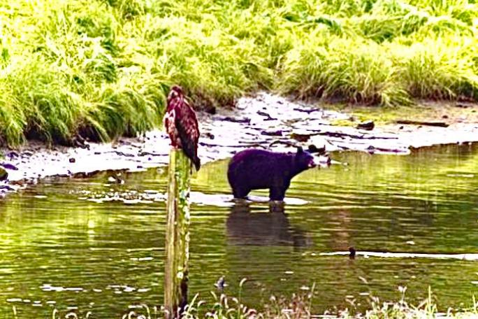 a seagull standing next to a black bear