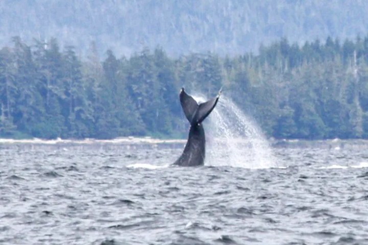 ketchikan whale watching