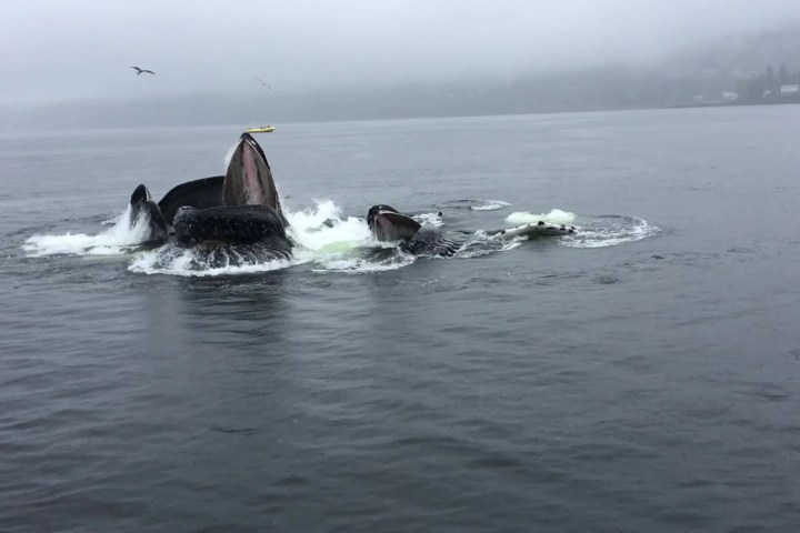 ketchikan whale watching