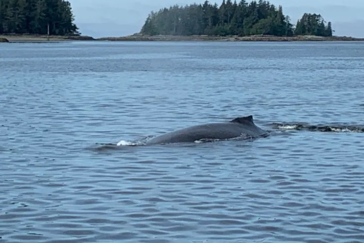 ketchikan whale watching