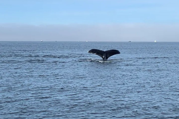 ketchikan whale watching
