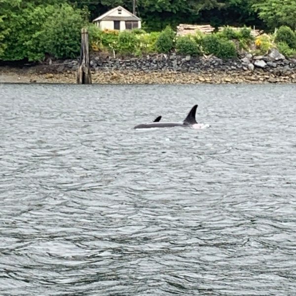 2 orcas swimming in Ketchiken