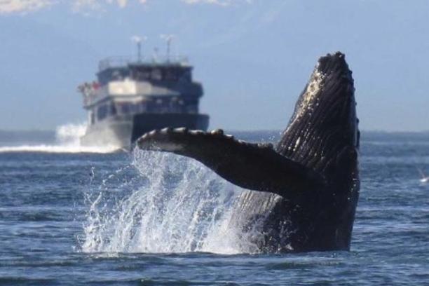 a whale swimming in a large body of water