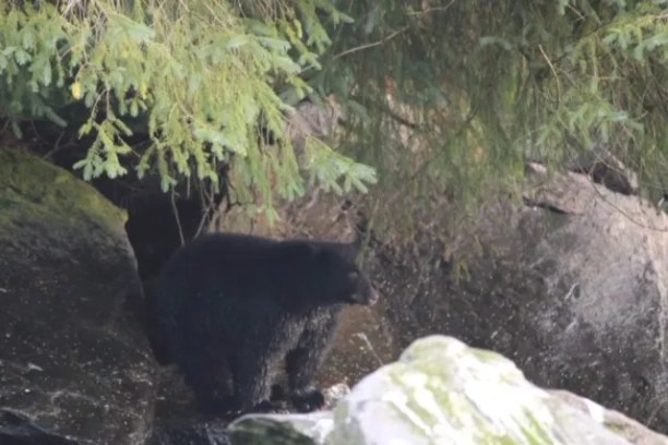 A Black Bear in a Forest
