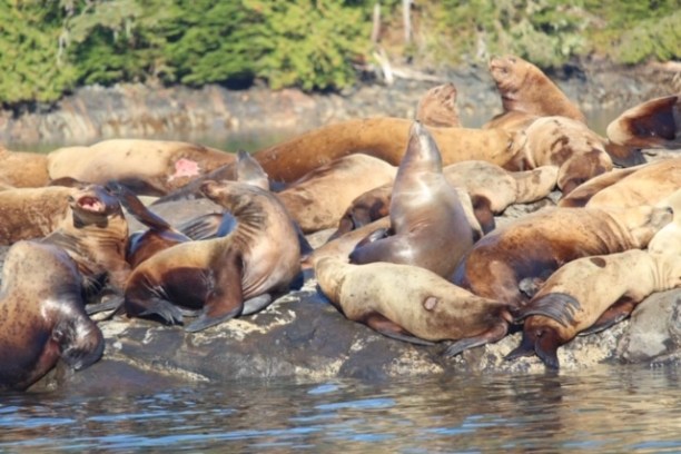 a herd of seals