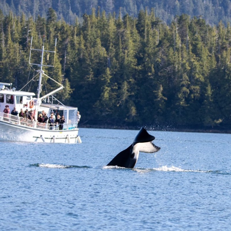 Whale tail splashing near boat with people, forested shore in background.