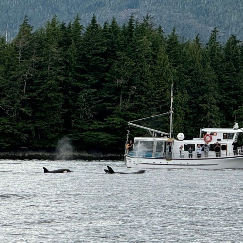 Boat with people observing orcas in water near forested shoreline.