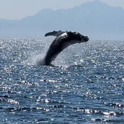 Whale breaching the ocean surface with mountains in the background under a clear sky.