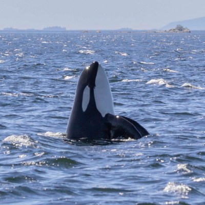 Orca whale surfacing in ocean with distant islands and clear sky.