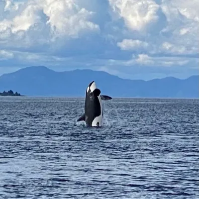 Orca breaching in ocean with a scenic backdrop of mountains and cloudy sky.