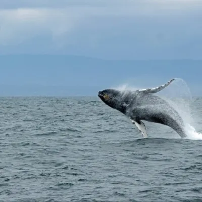 Humpback whale breaching, creating a splash in a cloudy ocean setting.