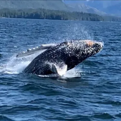 Humpback whale breaching with water splashes in a blue sea near mountains.