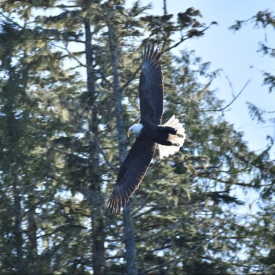 Bald eagle in flight, wings spread wide, with forest background.
