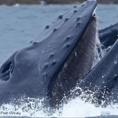Close-up of a humpback whale's head and open mouth above water.