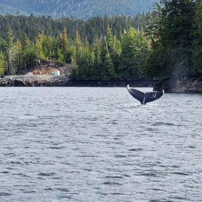 Whale tail emerging from water with forested coastline in background.