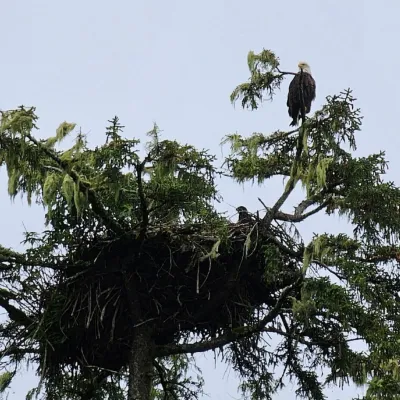 Bald eagle perched on tree branch above large nest with chick, surrounded by greenery.